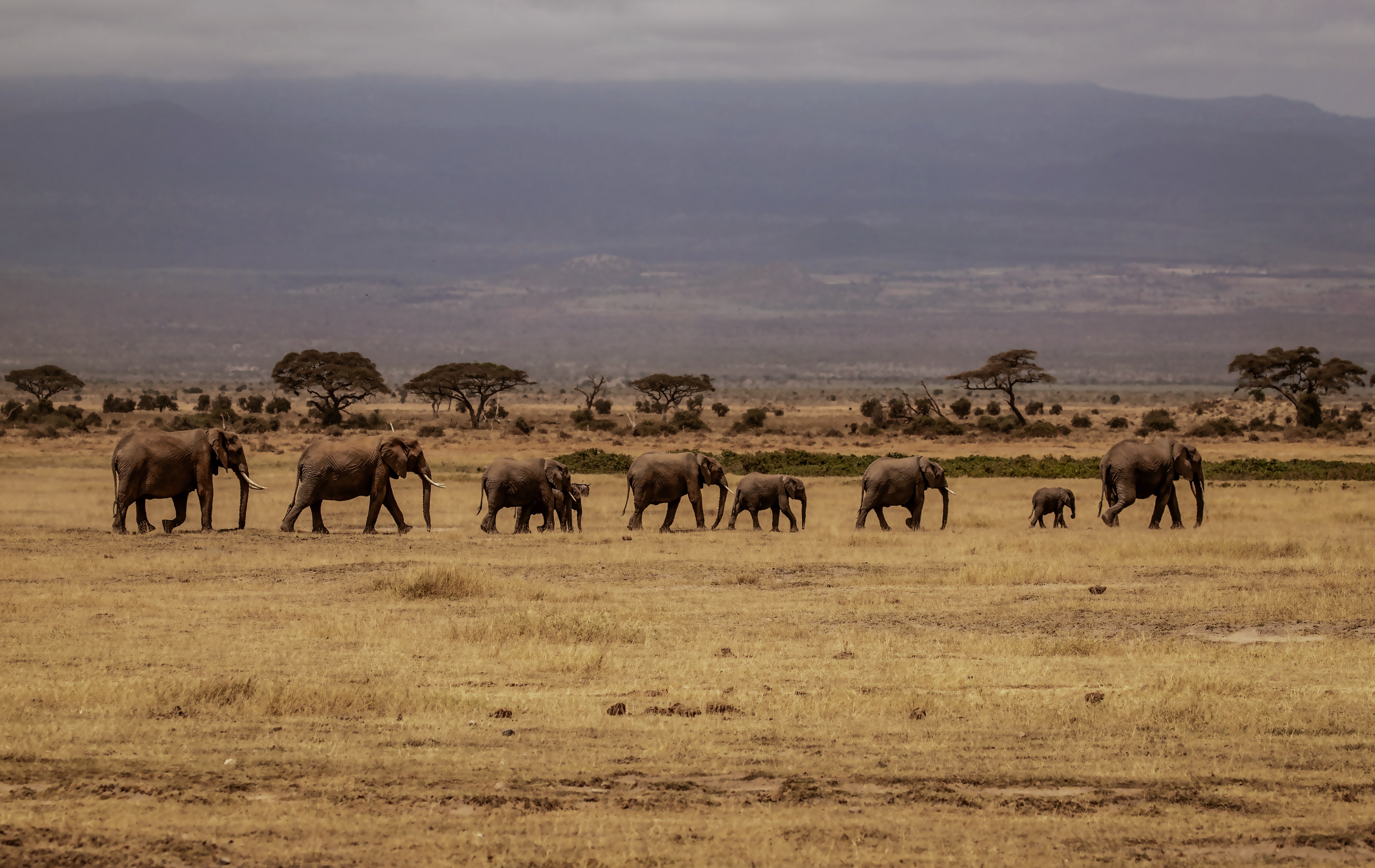 Paysage de savane et animaux sauvages au Kenya